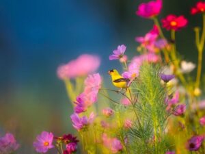 Bekanntmachung des Aufstellungsbeschlusses